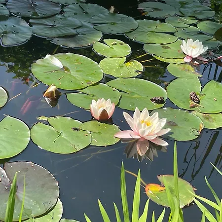 Casetta In Giardino Con Piscina Дом отдыха